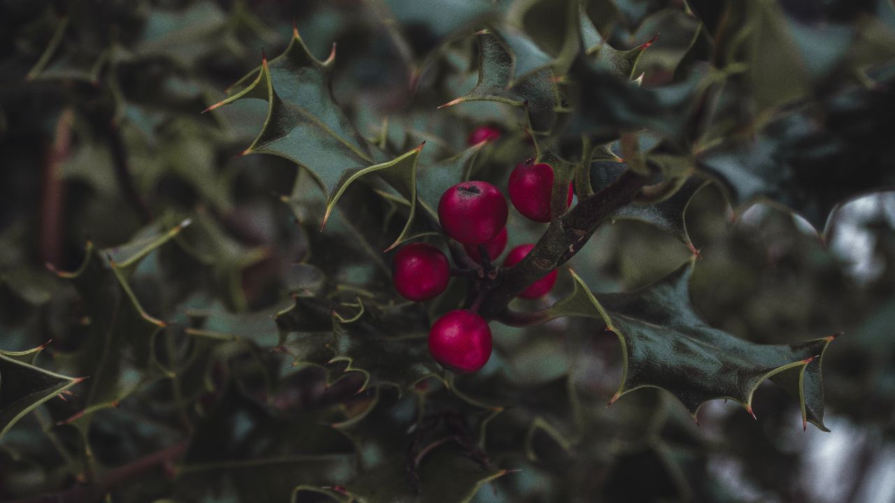 Wallpaper mistletoe, berries, leaves, branches, macro