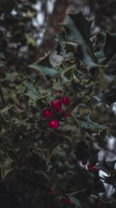 Preview wallpaper mistletoe, berries, leaves, branches, macro
