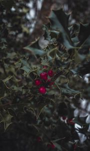 Preview wallpaper mistletoe, berries, leaves, branches, macro