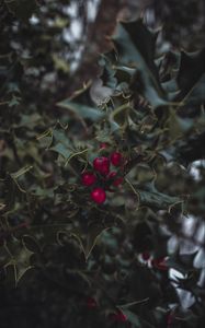 Preview wallpaper mistletoe, berries, leaves, branches, macro