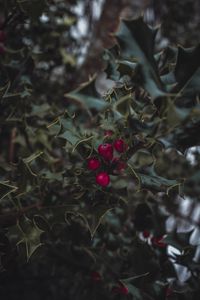 Preview wallpaper mistletoe, berries, leaves, branches, macro