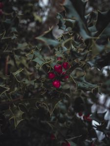 Preview wallpaper mistletoe, berries, leaves, branches, macro