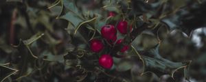 Preview wallpaper mistletoe, berries, leaves, branches, macro