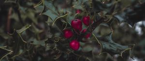 Preview wallpaper mistletoe, berries, leaves, branches, macro