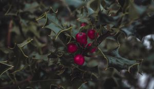 Preview wallpaper mistletoe, berries, leaves, branches, macro