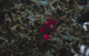 Preview wallpaper mistletoe, berries, leaves, branches, macro