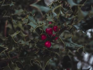 Preview wallpaper mistletoe, berries, leaves, branches, macro