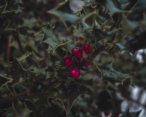 Preview wallpaper mistletoe, berries, leaves, branches, macro