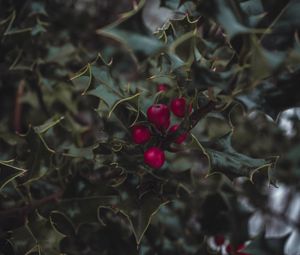 Preview wallpaper mistletoe, berries, leaves, branches, macro