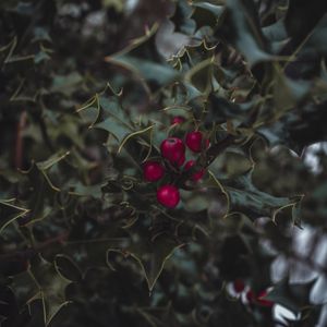 Preview wallpaper mistletoe, berries, leaves, branches, macro