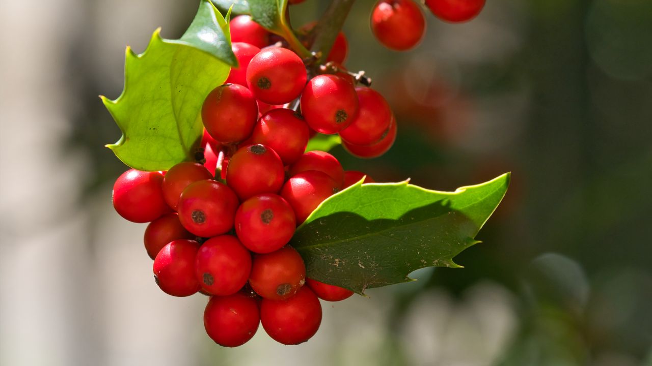 Wallpaper mistletoe, berries, leaves, red, macro
