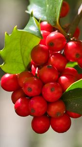 Preview wallpaper mistletoe, berries, leaves, red, macro