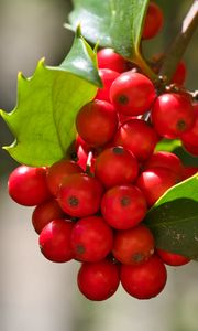 Preview wallpaper mistletoe, berries, leaves, red, macro