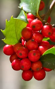 Preview wallpaper mistletoe, berries, leaves, red, macro