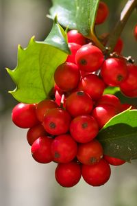 Preview wallpaper mistletoe, berries, leaves, red, macro