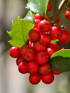 Preview wallpaper mistletoe, berries, leaves, red, macro