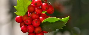 Preview wallpaper mistletoe, berries, leaves, red, macro