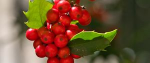 Preview wallpaper mistletoe, berries, leaves, red, macro