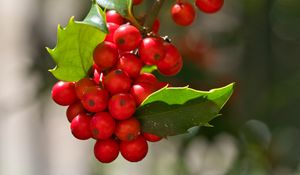 Preview wallpaper mistletoe, berries, leaves, red, macro