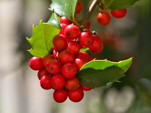 Preview wallpaper mistletoe, berries, leaves, red, macro