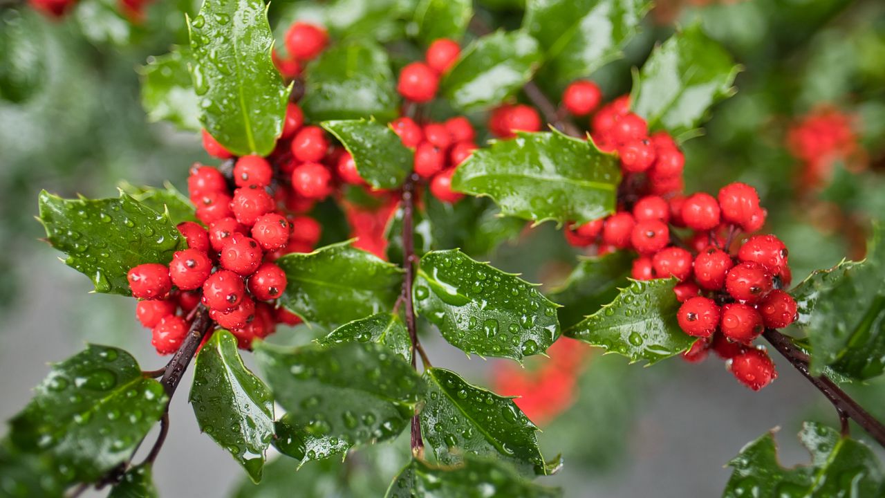 Wallpaper mistletoe, berries, leaves, drops, macro