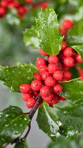 Preview wallpaper mistletoe, berries, leaves, drops, macro