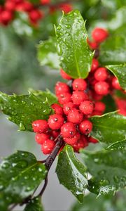 Preview wallpaper mistletoe, berries, leaves, drops, macro