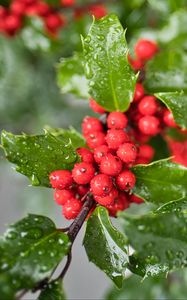 Preview wallpaper mistletoe, berries, leaves, drops, macro