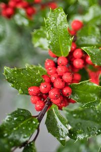 Preview wallpaper mistletoe, berries, leaves, drops, macro