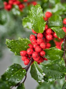 Preview wallpaper mistletoe, berries, leaves, drops, macro