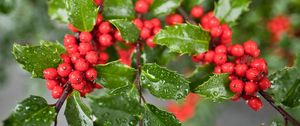 Preview wallpaper mistletoe, berries, leaves, drops, macro