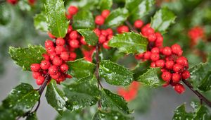 Preview wallpaper mistletoe, berries, leaves, drops, macro