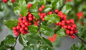 Preview wallpaper mistletoe, berries, leaves, drops, macro