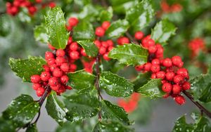 Preview wallpaper mistletoe, berries, leaves, drops, macro