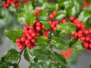 Preview wallpaper mistletoe, berries, leaves, drops, macro