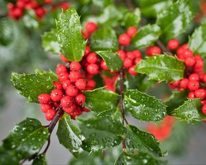 Preview wallpaper mistletoe, berries, leaves, drops, macro