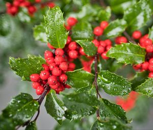 Preview wallpaper mistletoe, berries, leaves, drops, macro