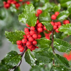 Preview wallpaper mistletoe, berries, leaves, drops, macro