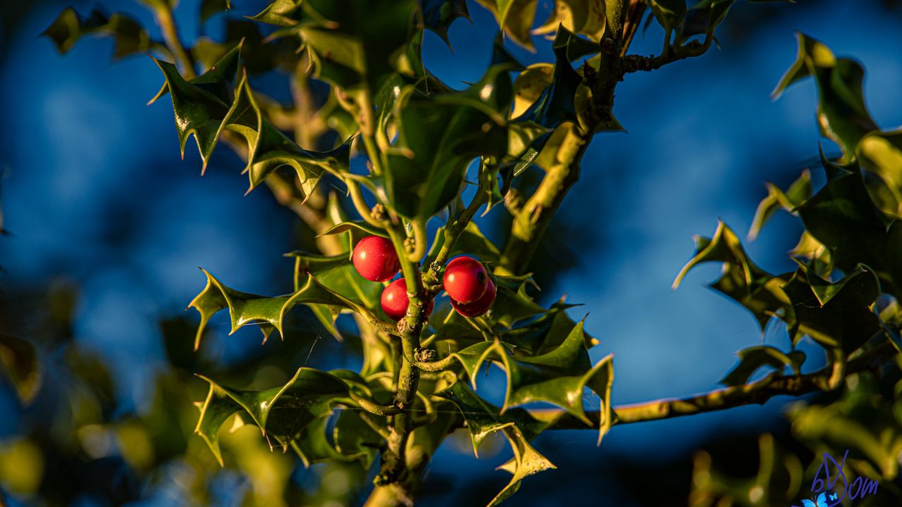 Wallpaper mistletoe, berries, leaves, macro