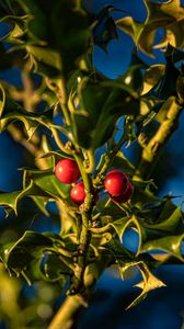 Preview wallpaper mistletoe, berries, leaves, macro