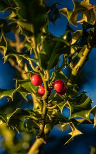 Preview wallpaper mistletoe, berries, leaves, macro