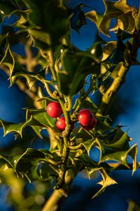 Preview wallpaper mistletoe, berries, leaves, macro