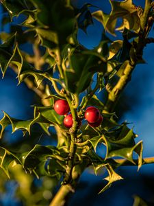 Preview wallpaper mistletoe, berries, leaves, macro