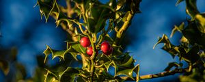 Preview wallpaper mistletoe, berries, leaves, macro