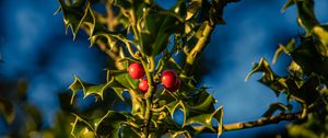 Preview wallpaper mistletoe, berries, leaves, macro