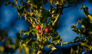 Preview wallpaper mistletoe, berries, leaves, macro