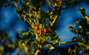 Preview wallpaper mistletoe, berries, leaves, macro