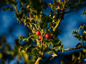 Preview wallpaper mistletoe, berries, leaves, macro