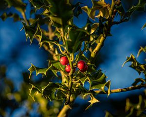 Preview wallpaper mistletoe, berries, leaves, macro