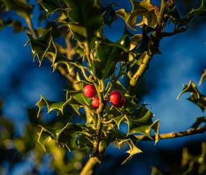 Preview wallpaper mistletoe, berries, leaves, macro